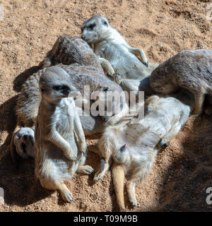 VALENCIA, Espagne - 26 février : Les suricates au Bioparc de Valence Espagne le 26 février 2019 Banque D'Images