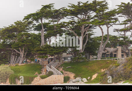 Cyprès (Cupressus macrocarpa) des arbres le long de la plage de Carmel à Carmel, en Californie, aux États-Unis. Banque D'Images