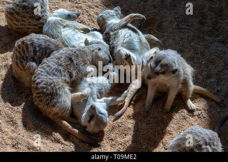 VALENCIA, Espagne - 26 février : Les suricates au Bioparc de Valence Espagne le 26 février 2019 Banque D'Images