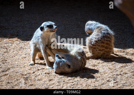 VALENCIA, Espagne - 26 février : Les suricates au Bioparc de Valence Espagne le 26 février 2019 Banque D'Images