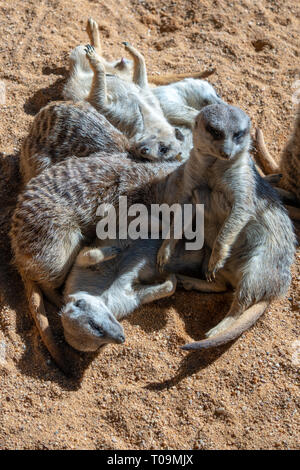 VALENCIA, Espagne - 26 février : Les suricates au Bioparc de Valence Espagne le 26 février 2019 Banque D'Images