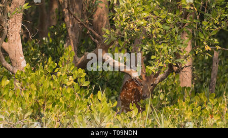 Spotted deer à la Réserve de tigres de Sundarban Banque D'Images