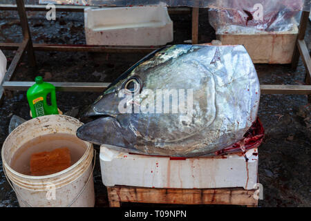 Gros plan d'une tête de poisson à partir de la Pescheria marché aux poissons en semaine sur la Piazza Alonzo di Benedetto, Catane, Sicile, Italie Banque D'Images