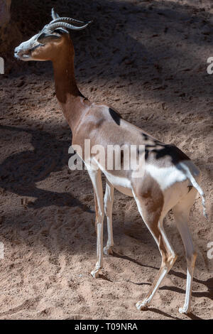 VALENCIA, Espagne - 26 février : Gazelle Mhorr au Bioparc de Valence Espagne le 26 février 2019 Banque D'Images