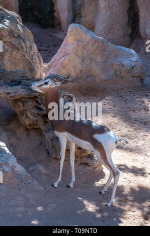 VALENCIA, Espagne - 26 février : Gazelle Mhorr au Bioparc de Valence Espagne le 26 février 2019 Banque D'Images