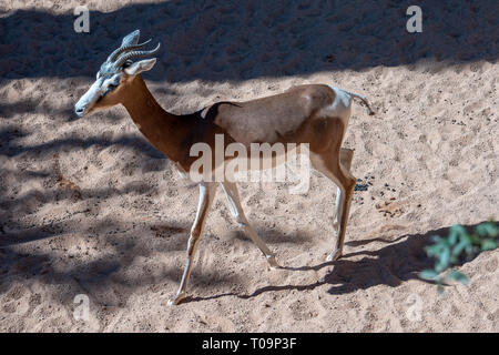 VALENCIA, Espagne - 26 février : Gazelle Mhorr au Bioparc de Valence Espagne le 26 février 2019 Banque D'Images