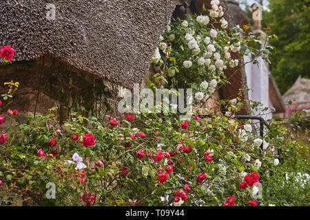 Une chaumière traditionnelle entourée de roses, en été, à Cockington, Torquay, Devon, Grande Bretagne. Banque D'Images