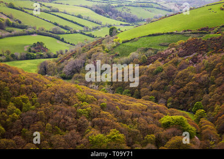 Landes et vue sur la forêt au printemps au County Gate, près de Lynmouth, Exmoor National Park, Devon, Grande Bretagne. Banque D'Images