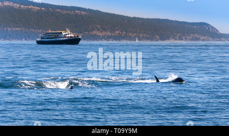 Deux Orques près de l'île de Vancouver, Canada. Un bateau d'observation des baleines est en arrière-plan. Banque D'Images