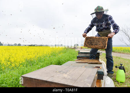 Hengyang, Chine, province du Hunan. 18 Mar, 2019. Apiculteur ou abeilles contrôles Jinhua boîtes d'élevage en ville Gaohu, Hengyang City, province du Hunan en Chine centrale, le 18 mars 2019. Les agriculteurs de l'Abeille ici sont occupés à la récolte du miel récemment comme le temps devient plus chaud. Credit : Xiao Yahui/Xinhua/Alamy Live News Banque D'Images