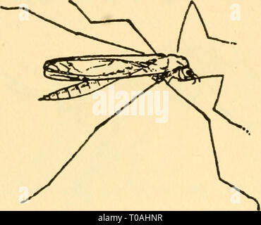 Les leçons élémentaires sur les insectes (1928) Banque D'Images