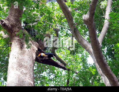 Calao bulbés, mâle, à Tangkoko Aceros cassidis, Parc National de l'île de Sulawesi Banque D'Images