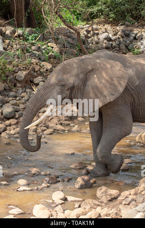 Un éléphant d'Afrique, Loxodonta africana, boissons à partir d'un ruisseau peu profond dans le parc national du lac Manyara, Tanzanie Banque D'Images