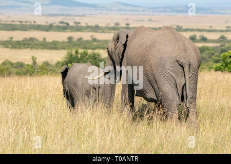 L'Eléphant d'Afrique femelle et veau, Loxodonta africana, Maasai Mara National Reserve, Kenya Banque D'Images