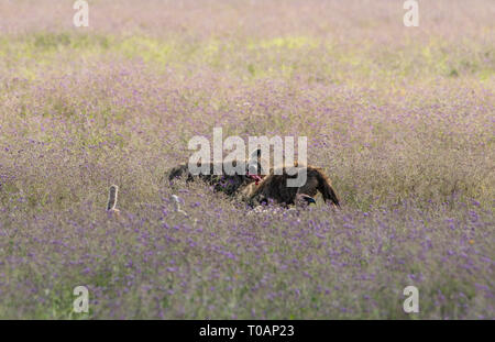 Deux hyènes, Crocuta crocuta, se nourrissent des restes d'un lion tuer tandis que trois vautours se trouvent à proximité dans le cratère du Ngorongoro, en Tanzanie Banque D'Images