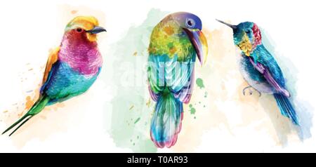 Aquarelle oiseaux tropicaux colorés vecteur. Beaux perroquets, colibris collection set exotique Illustration de Vecteur