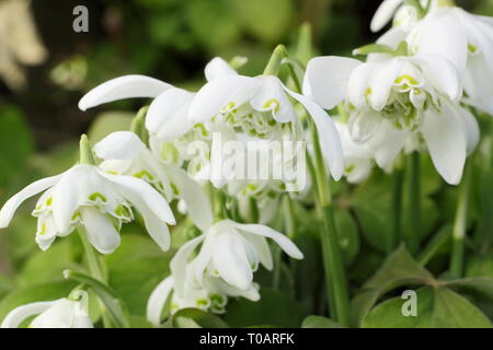 Galanthus nivalis f. pleniflorus 'Flore Pleno'. Fleurs parfumées de perce-neige 'Flore Pleno' dans un jardin France - Février, UK. Aga Banque D'Images