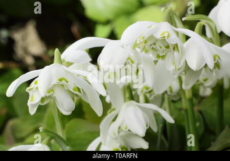 Galanthus nivalis f. pleniflorus 'Flore Pleno'. Fleurs parfumées de perce-neige 'Flore Pleno' dans un jardin France - Février, UK. Aga Banque D'Images