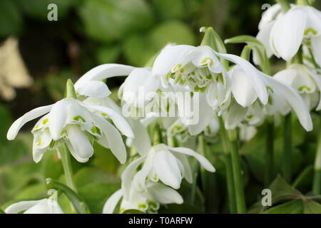 Galanthus nivalis f. pleniflorus 'Flore Pleno'. Fleurs parfumées de perce-neige 'Flore Pleno' dans un jardin France - Février, UK. Aga Banque D'Images