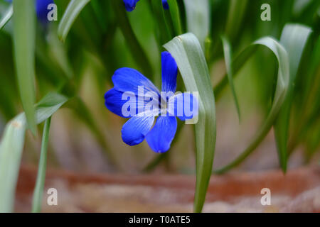 Tecophilaea cyanocrocus bleu chilien crocus fleur bleu vif Banque D'Images