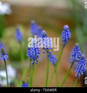 Muscari armeniacum muscaris bleus au printemps fleurs fond flou copyspace Banque D'Images