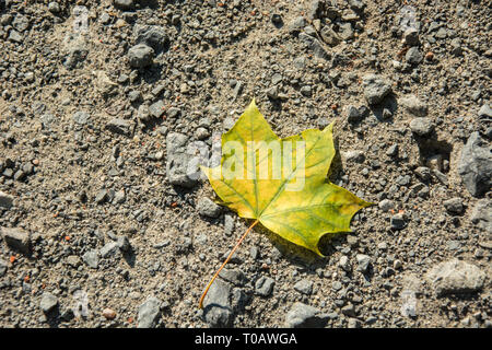 Feuille d'érable jaune située sur une route de gravier - contexte Banque D'Images