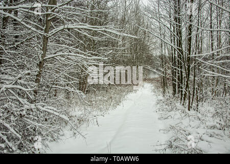 Route couverte de neige à travers la forêt - beauté vue hivernale Banque D'Images