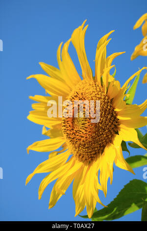 Vertical Image de Tournesol jaune vif contre Ciel Bleu Vif Banque D'Images