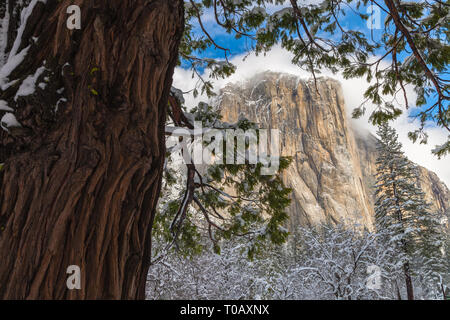 Vue sur le pic El Capitan par un pin en hiver, Yosemite National Park, California, United States Banque D'Images