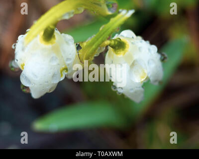 Deux jolies fleurs snowdrop Soft focus, parfait pour carte postale, le printemps ! Banque D'Images