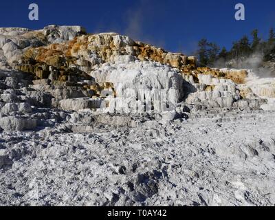 Partie supérieure de Mammoth Hot Springs, près de l'entrée nord du Parc National de Yellowstone, Wyoming. Banque D'Images