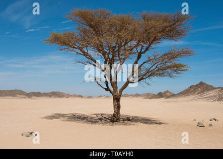 Panorama du paysage de sahara acacia arbre qui pousse dans le désert rocheux environnement avec l'arrière-plan la montagne Banque D'Images