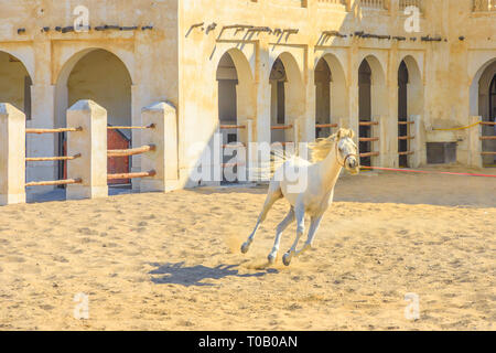 Cheval Arabe blanc pure race s'exécutant dans un enclos dans le centre de Doha, capitale du Qatar. Les écuries traditionnelles font partie du vieux Souq Waqif market area Banque D'Images