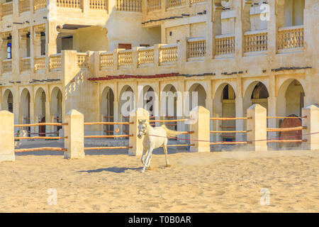 Cheval Arabe blanc pure race s'exécute dans un enclos dans le centre de Doha. Les écuries traditionnelles font partie du vieux Souq Waqif zone de marché. Le Qatar, au Moyen-Orient Banque D'Images