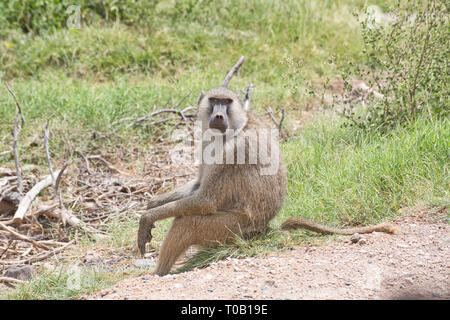 Babouin jaune mâle (Papio cynocephalus), Parc National d'Amboseli, Kenya Banque D'Images