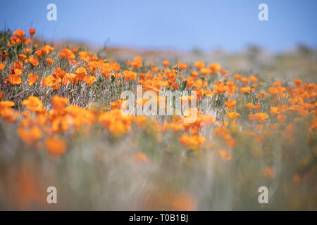 Fleurs sauvages dans le sud de la Californie Banque D'Images