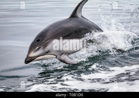 Dauphin à flancs blancs du Pacifique, Lagenorhynchus obliquidens, le détroit de Johnstone, British Columbia, Canada, Océan Pacifique Banque D'Images