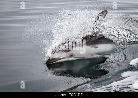 Dauphin à flancs blancs du Pacifique, Lagenorhynchus obliquidens, le détroit de Johnstone, British Columbia, Canada, Océan Pacifique Banque D'Images