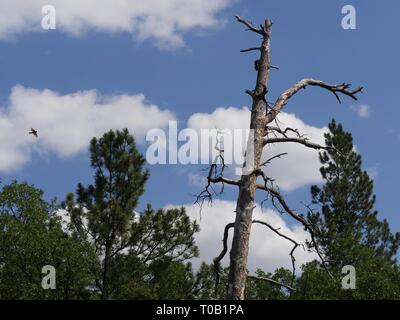 Partie supérieure d'un arbre sans feuilles entouré d'arbres verts lors d'une belle journée ensoleillée. Banque D'Images