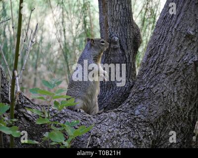 Gros plan d'un chipmunk debout entre des barques d'arbres dans la forêt. Banque D'Images