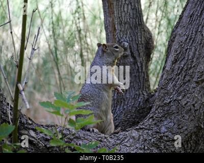 Plan de largeur moyenne d'un chipmunk se tenant entre des barques d'arbres dans la forêt. Banque D'Images