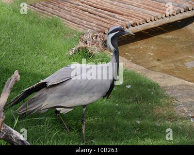 Une grue demoiselle se tient sur une zone verte herbeuse par un jet d'eau Banque D'Images