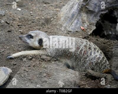 Vue latérale d'un meerkat allongé sur le sol avec la moitié de son corps enfoui dans un trou Banque D'Images