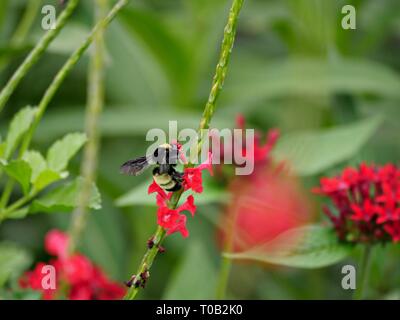 Une abeille suce le nectar des fleurs rouges dans le jardin Banque D'Images