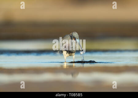 Aigrette tricolore, en plumage nuptial, avec un poisson juste Banque D'Images