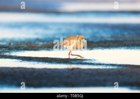 Aigrette tricolore, en plumage nuptial, la marche / à la recherche de nourriture Banque D'Images