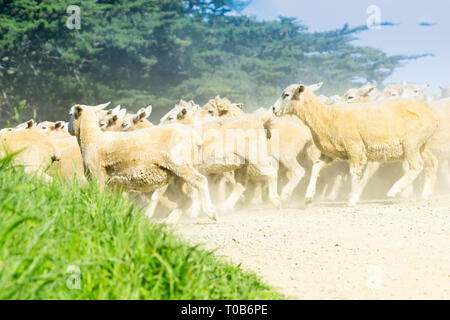 MOERAKI Nouvelle-zélande - le 23 octobre 2018 ; à travers la poussière et la brume soulevée par troupeau de moutons est déplacé le long de routes de campagne. Banque D'Images