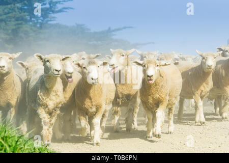 MOERAKI Nouvelle-zélande - le 23 octobre 2018 ; à travers la poussière et la brume soulevée par troupeau de moutons est déplacé le long de routes de campagne. Banque D'Images