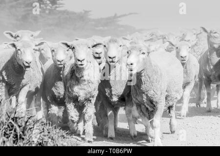 Image en noir et blanc à travers la poussière et la brume soulevée par troupeau de moutons est déplacé le long de routes de campagne. Banque D'Images