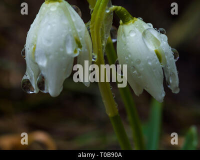 Premières fleurs, avec macro goutte d'eau sur les perce-neige de printemps feuilles fleurs en forêt, selective focus avec bokeh Banque D'Images